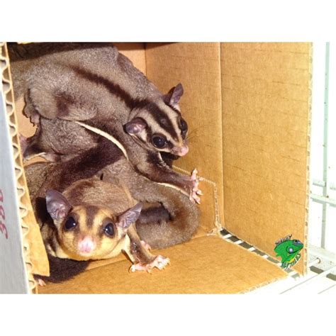 sugar glider adult males strictly reptiles