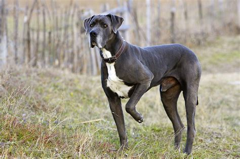 great dane dog breed profile