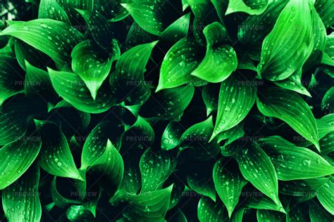 green leaves stock  motion array