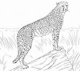 Cheetah K5worksheets sketch template