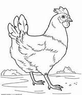 раскраска курица домашних для животных разукрашка курочка детей sketch template