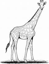 Giraffe Coloring Pages Printable Kids sketch template