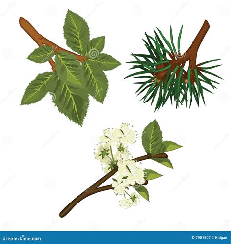 branches stock vector illustration  branch flower
