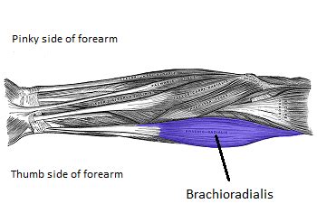 brachioradialis muscle definition function nerve studycom