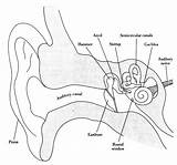 Ear Diagram Human Structure Label Parts Anatomy Labeled Drawing Ears Draw Unlabeled Structures Senses Labels Inner Brainly Eye Science System sketch template