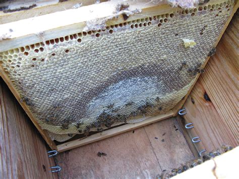 The Layens Hive Bee Culture