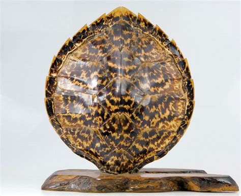 turtle shell natures protective armor natural history industry