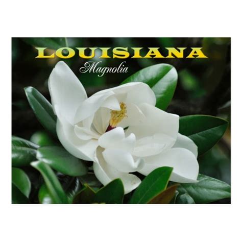 louisiana state flower magnolia postcard zazzlecom