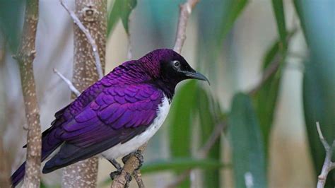 purple bird breeds incredible feathered creatures