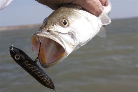 gulf states fisheries managers fail speckled trout marine fish conservation network