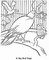 Bird Zoo Coloring Pages Birds Cage Animals Aviary Kids Printable Drawing Big Activity Animal Color Sheet Large Honkingdonkey Print Books sketch template