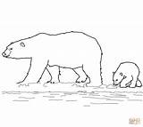 Ours Orsi Polari Polaire Imprimer Ursul Colorat Orso Fram Stampare Supercoloring Polaires Desene Urs Disegnare sketch template