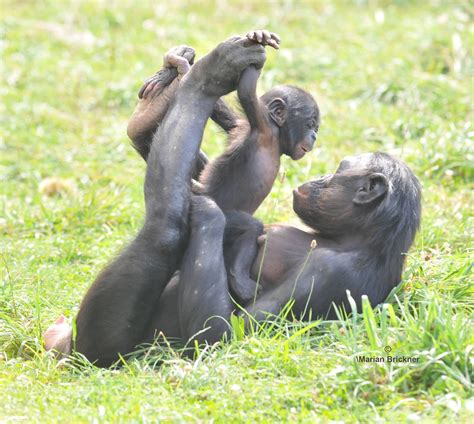 bonobos jen taylor
