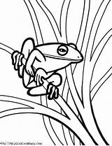 Frog Coloring Pages Jumping sketch template