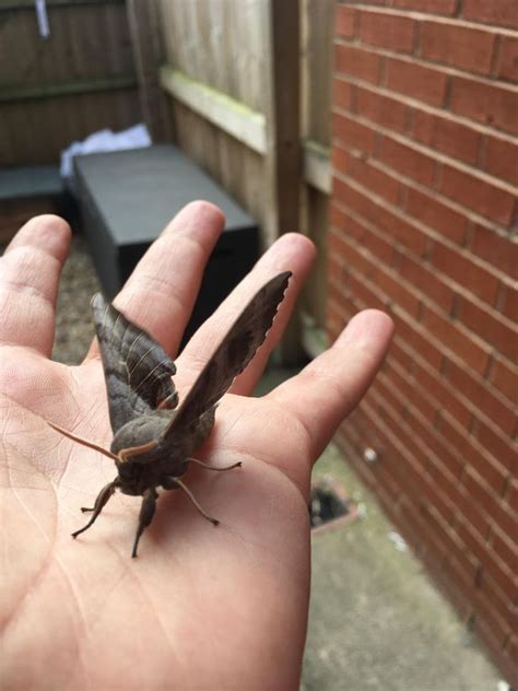 huge sex crazed moths have arrived in the uk and they are looking for