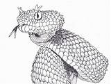 Viper Bush Drawing Coloring Spiny Drawings Scratch Snake Deviantart Tattoo Realistic 03kb 1023 Reptiles Cool Pencil Visit Animals sketch template