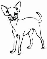 Chihuahua Coloring Colorare Cani Disegni Dibujos Stencils Piccoli Perro Stencil Teacup Chiwawa Perros Hunde Chihuahuas Ausmalen Disegnare Clipartmag sketch template