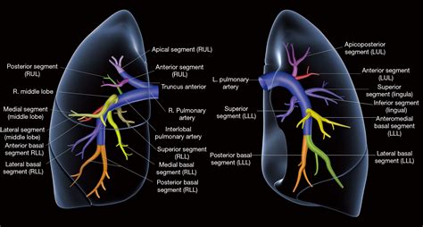 lung anatomy pulmonary arteries  veins  xxx hot girl