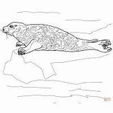 Coloring Leopard Seal Pages Print Color Kids sketch template