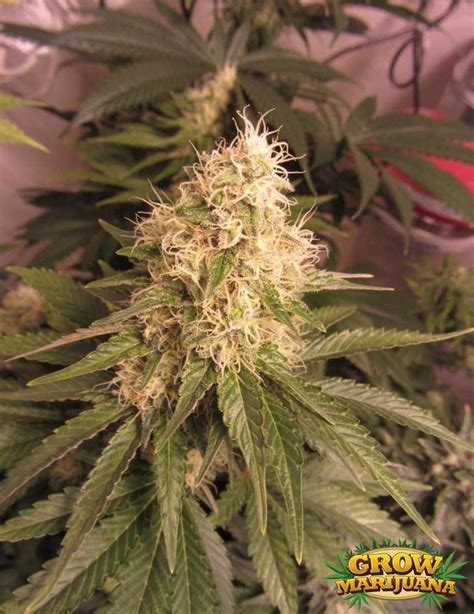 white russian seeds strain review grow