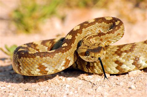 rattlesnake bite prevention denver health