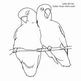 Coloring Birds Lovebird Pages Color Bird Drawing Lovebirds Drawings Printable Sheets Sheet Own Adult Designlooter Line Print Baby Index Animal sketch template