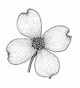 Dogwood Flower Flowers Coloring Pages Drawing Outline Sketch Drawings State Line Tattoos Florida Tattoo Branch Draw Trees Copyright Template Scrapbook sketch template