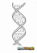 Dna Coloring Replication Nucleus sketch template