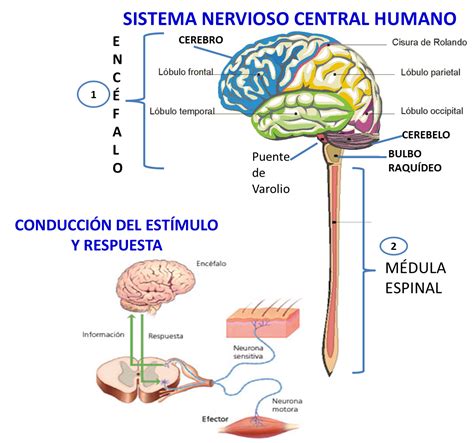 biodiversidad sistema nervioso central