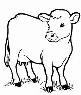 Coloring Cow Pages Realistic Printable Getcolorings Color sketch template