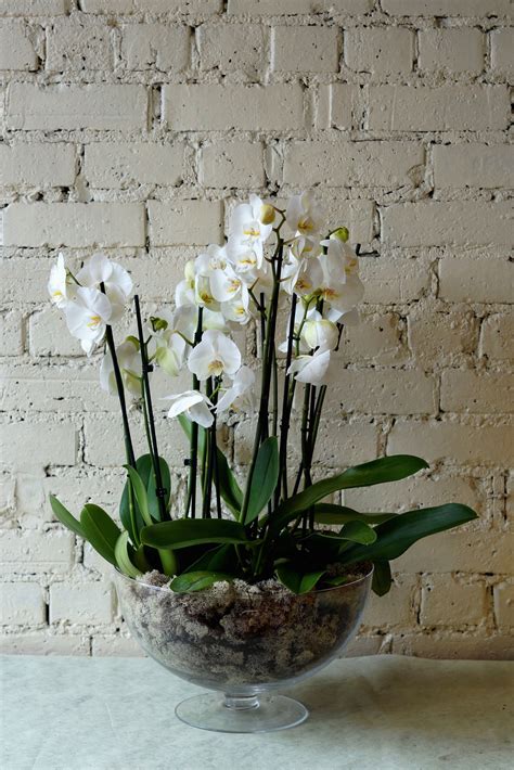 A Beautiful Planted Bowl Being Delivered Today White Phalaenopsis