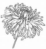 Chrysanthemum Drawing Easy Artfire sketch template