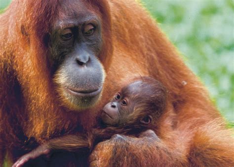 sumatran orangutan stock image