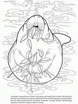Manatee Coloring Pages Hungry Manatees Colouring Sheet Popular Print Template sketch template