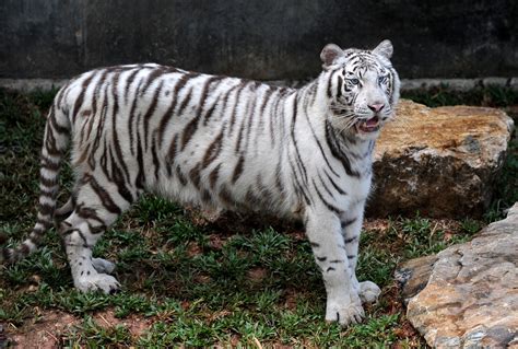 rare white tiger akere cincinati zoos favorite animal dies