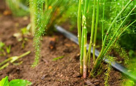 grow asparagus  raised bed bed gardening