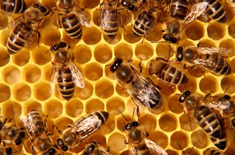 honey bee drone milk boosts test anabolic steroidalcom