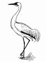 Crane Coloring Pages Animal Print sketch template