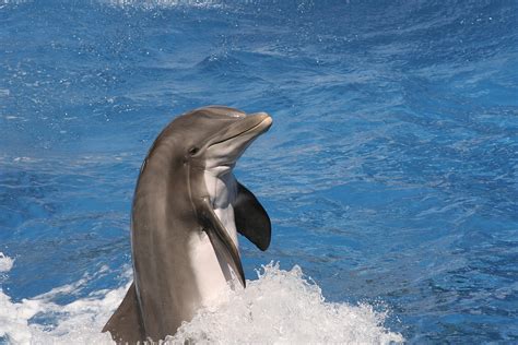 delfin foto bild tiere zoo wildpark falknerei saeugetiere