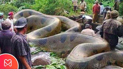 maior cobra  mundo sucuri anaconda piton cobra real ou jiboia