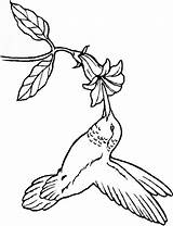 Coloring Hummingbird Pages Bird Flower Adult Embroidery Patterns Hummingbirds Drawing Humming Coloring4free Print Books Printable Birds Tree Template Colouring Simple sketch template