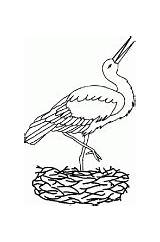 Bocian Kolorowanka Cegonha Colorir Stork Ninho Storch Cigogne Druku Nest Zeichnen Feladatlap Schritt Malvorlagen Kolorowanki Malowanka Wydruku Gnieździe Colorimg Pintarcolorir sketch template