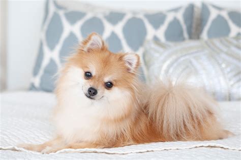 teacup dog breeds  tiny canine lovers trendradars