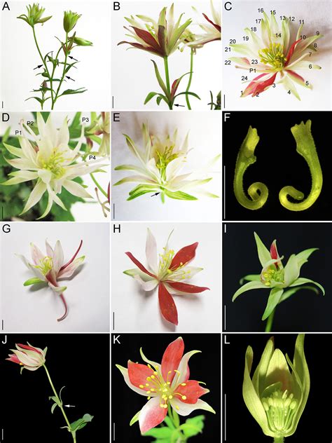 Frontiers Homologs Of Leafy And Unusual Floral Organs Promote The