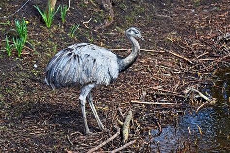 Birds That Look Like Ostriches The Garden And Patio Home