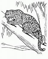 Leopardo Pintarcolorear sketch template
