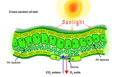 diffusion  biology explains  minerals leaveenter cells