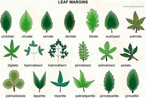 types  leaves foliage plants leaves plant leaves