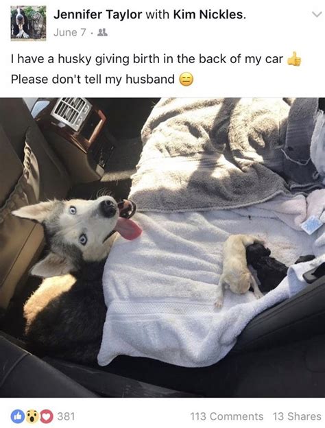 a husky gave birth to eight puppies in the back of this