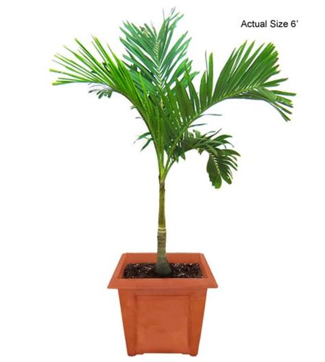 christmas palm tree veitchia merrillii picture care tips